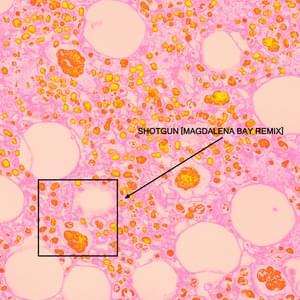 Shotgun (Magdalena Bay Remix) - Soccer Mommy