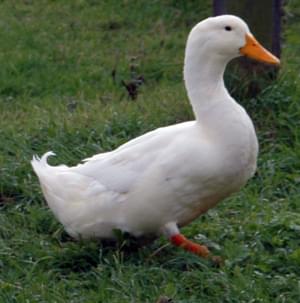 the duck song - quinn