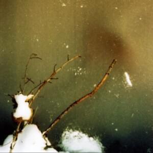missing friends - Orchid Mantis