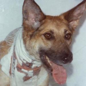alla fine del sogno (demo) - I Cani