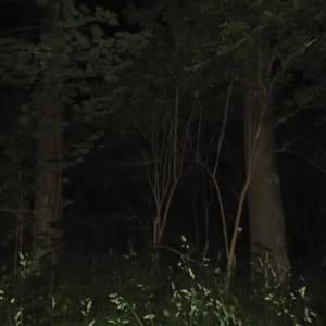 Snippet(08/27/2024)* - whoisnewell