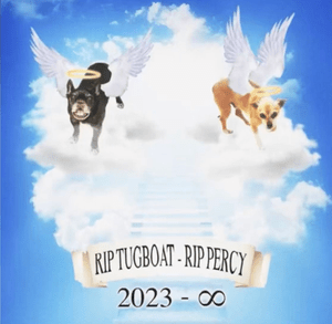 they just put my dog down (RIP TUGBOAT RIP PERCY) - Lil Darkie