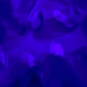 party popper - ex-tremities (US) (Ft. funeral)
