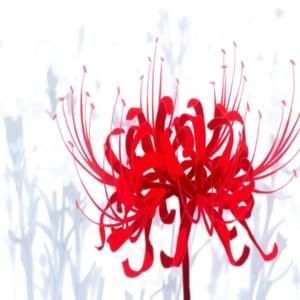 my spider lily - vvherearewe